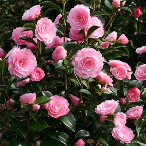 Live Pink Camellia Plant in 4" Pot, Camellia Japonica 1 Year Old Seedling Outdoor Growing