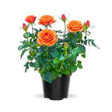 Mini Rose Bush, Miniature Rose Flowers in 3'' Pot, Compact Flowering Rose for Indoor Outdoor Gardens and Containers (Orange Roses)