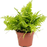 5 Ostrich Fern Rhizomes Live Plants for Planting, Ferns Live Plants Outdoors Indoors Full Shade, Bare Roots, Fast-Growing