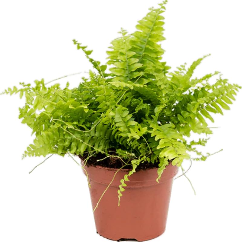 5 Ostrich Fern Rhizomes Live Plants for Planting, Ferns Live Plants Outdoors Indoors Full Shade, Bare Roots, Fast-Growing