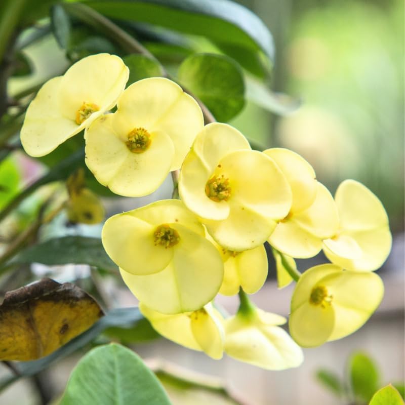 Euphorbia Crown of Thorns Plant, Hardy Perennial Succulent Plant 3-5 Inches, Vibrant Yellow Flowers, Gardens and Indoor Planting