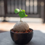 Stephania Cephalantha Bulb, Stephania Cephalantha Plant Rare Caudex, Succulent Plants, 3-3.5 Inches for Indoor Houseplant