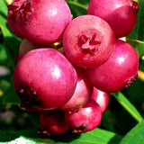 2 Blueberry Plant Live 1 Year Old, Sweet Blueberry Bush Live Plant, Blueberry Tree Live, Blueberries Shrub (Earliblue Blueberry Plants)