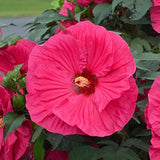 Hibiscus Flower Plant, Hibiscus Plants Live, Giant Red, Zone 10 to 12, Size 5 to 7 Inch Tall
