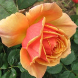 Orange Rose Plant Live for Indoor Outdoor Planting, About Rose Bush Live Plant Roses Shrub, Fragrant Rose Flowers Tree Plant