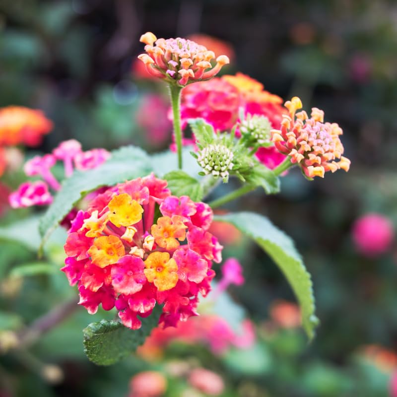 2 Lantana Plants Live, Perennial Live Flowering Lantana, Container Growing 4-9 Inch Tall - Rose