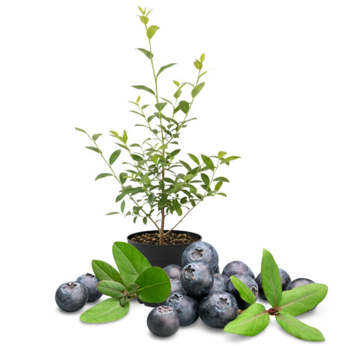 Live Emerald Blueberry Plant, Sweet Blueberry Bush, 4 Inch Pot, Ready for Planting
