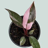 Pink Variegated Philodendron Live Plants, Unique Foliage Philodendron Plants, Rare Tropical Houseplant, No Pot, 4-8'' Tall