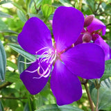 Lot 4 Purple Tibouchina Plants Live for Planting 5 to 8 Inch Tall, Fragrant Tibouchina Bush Live Plants