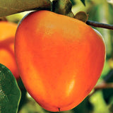 Common Persimmon Trees Live Plants Seedlings, 8-15 Inches Dormant in Winter, Outdoor Planting, Cold Hardy