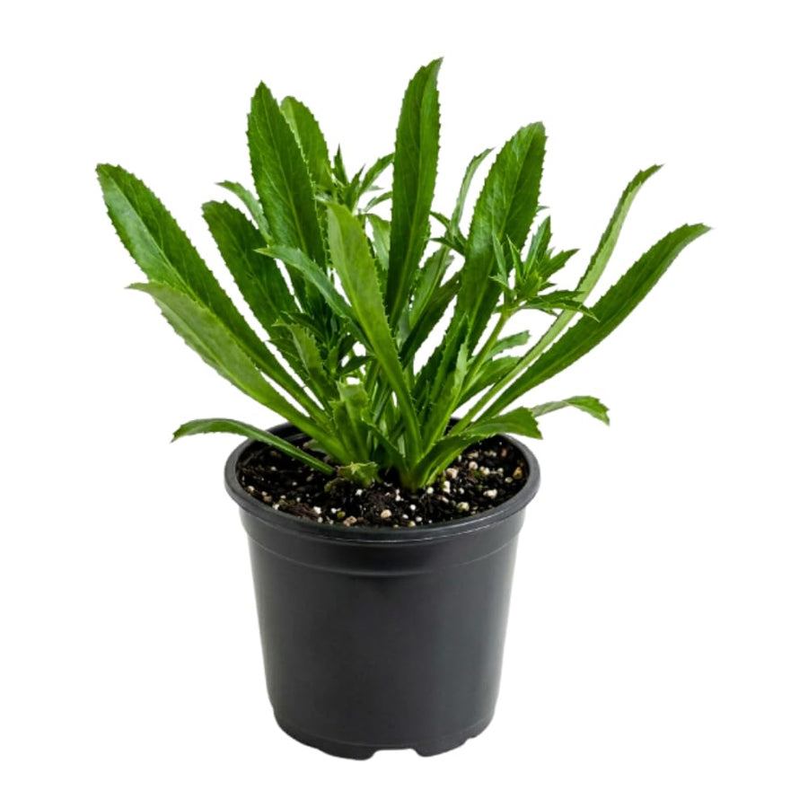 Culantro Plant Live, Culantro Plant, 3-5 Inc Tall, Edible and Fragrant Herbs, Indoor Outdoor Growing