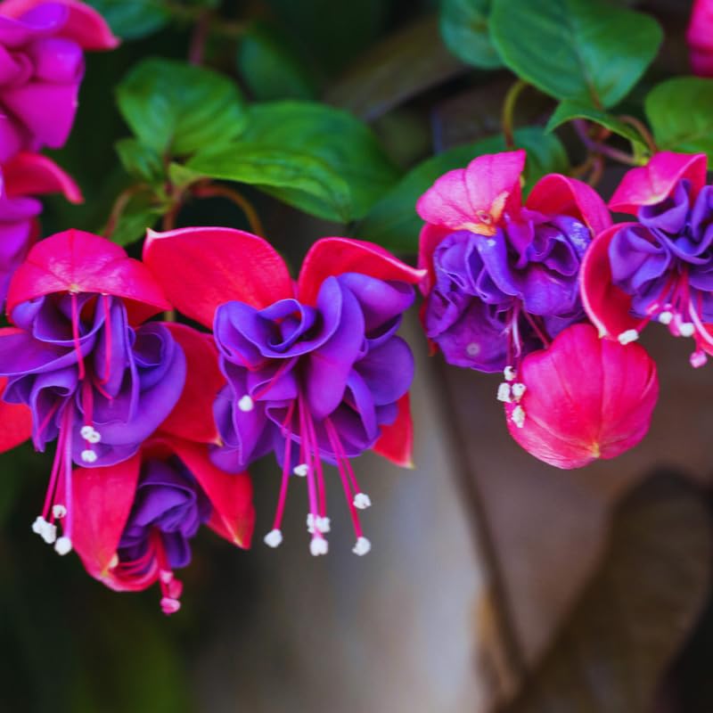 Purple Red Fuchsia Plants Live Hanging Basket, Live Fuchsia Plant Pot, 5 Inches Pot, Hardy Colorful Flower