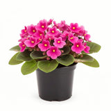 African Violets Live Plants, African Violet Plant Live in 4 Inches Pot, Violets Flowers Houseplant, 4-7 Inches Tall for Home Office Decor (Pink)