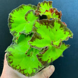 Combo 3 Green Begonia Angel Wing Plants Live, Begonia Maculata Live Plant, Begonias Live Plants Outdoor, 4 to 8 Inc Tall