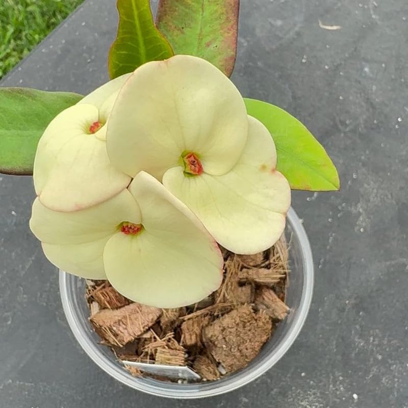 Euphorbia Crown of Thorns Plant, Hardy Perennial Succulent Plant 3-5 Inches, Vibrant Yellow Flowers, Gardens and Indoor Planting