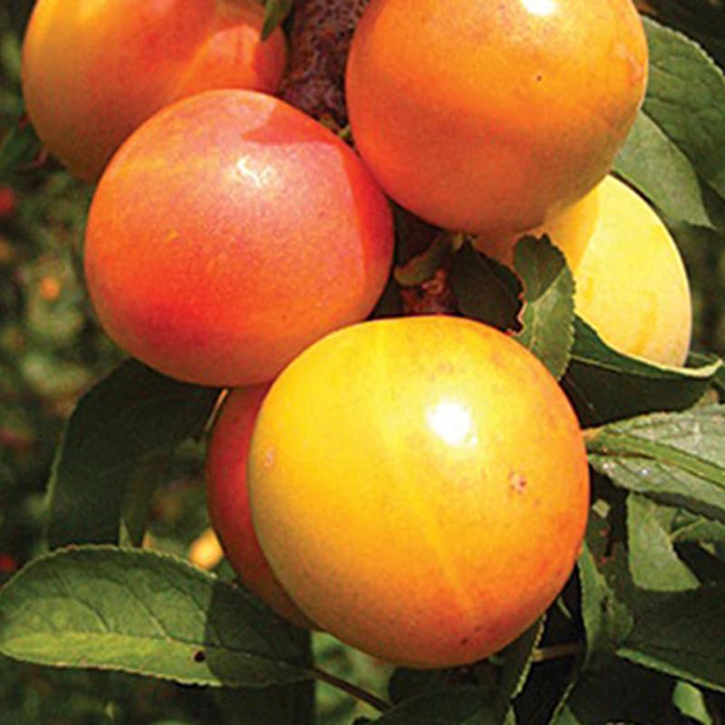 2 American Plum Plants Live for Planting, 12 to 18 Inc Tall, Bareroots, Pink Red Yellow Color Plum Tree Live Plant, Live Plum Tree Plant Live to Grow Outdoors