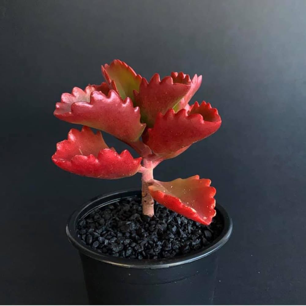 Kalanchoe Live Plant, Kalanchoe Mother of Thousands, Variegated Succulent Houseplant Indoor, 2 Inch Pot (Red)