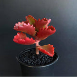Kalanchoe Live Plant, Kalanchoe Mother of Thousands, Variegated Succulent Houseplant Indoor, 2 Inch Pot (Red)
