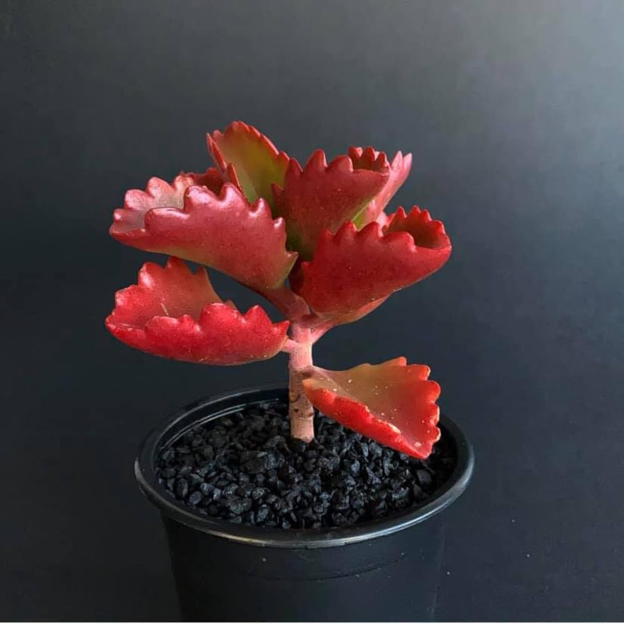 Kalanchoe Live Plant, Kalanchoe Mother of Thousands, Variegated Succulent Houseplant Indoor, 2 Inch Pot (Red)