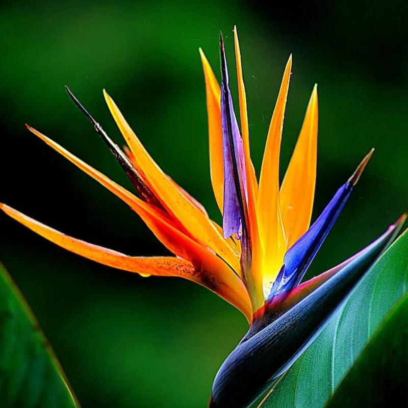 Set 2 Orange Bird of Paradise Plants Live, Strelitzia Reginae Live Plant, Established Roots, 5 Inc to 1 Feet Tall, No Pot