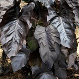 Black Colocasia Plants, 3-6" Elephant Ear Esculenta Taro Alocasia Live Plant for Outdoor Planting, Alocasia Plants Bare Root, No Pot, Live Colocasia Houseplant