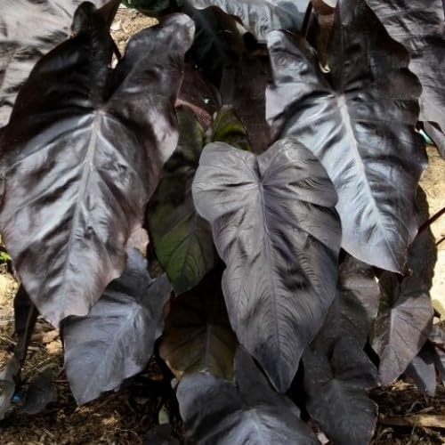 Black Colocasia Plants, 3-6" Elephant Ear Esculenta Taro Alocasia Live Plant for Outdoor Planting, Alocasia Plants Bare Root, No Pot, Live Colocasia Houseplant