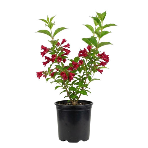 Red Weigela Plant in Quart Pot, Weigela Live Plant, Live Shrub for Outdoor Garden, Spring Blooming Flower Bush