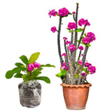 Euphorbia Milii Live Plant, Crown of Thorns Live Plant, Mix Flower Houseplant, 5-8 Inc Tall, Cold Hardy (Pink)