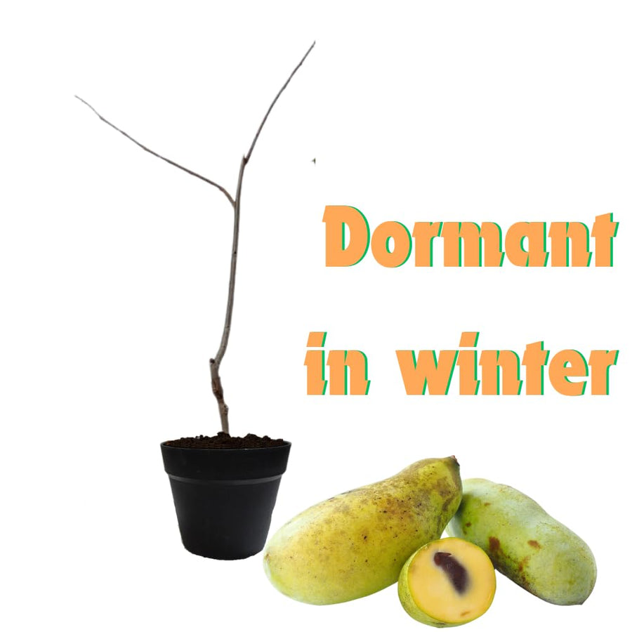 Pack 2 Pawpaw Trees Live Plants 1 Year Old Well-Rooted Paw Paw Asimina Triloba, 6 to 15 Inc Tall, Mango Papaya Like