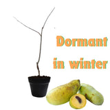 Large Pack 4 Paw Paw Trees Live Plants, Pawpaw Asimina Triloba Plant Live Tree Well Rooted from 6 to 12 Inc Tall, Mango Papaya Like