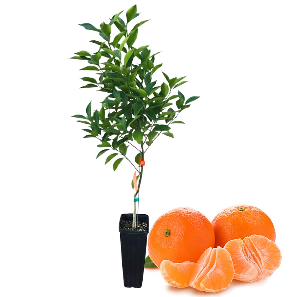 Tangerine Tree Live, 3 Feet Grafted Citrus Tree for Outdoor Planting, Sweet Tangerine Fruit Tree, Orange Tree