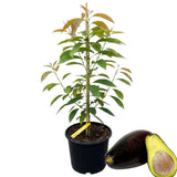 Avocado Tree Live Plant, 3 Feet Avocado Tree, Cold Hardy Purple Avocado for Outdoor Planting and Home Orchard