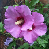 Pink Althea Plant, Quart Pot, 6-12 Inch Plants Rose of Sharon Flowering Shrub, Hardy Hibiscus Flower Plant for Outdoor Landscapes