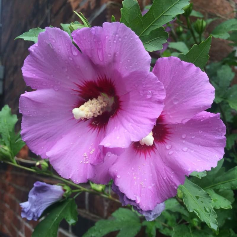 Pink Althea Plant, Quart Pot, 6-12 Inch Plants Rose of Sharon Flowering Shrub, Hardy Hibiscus Flower Plant for Outdoor Landscapes