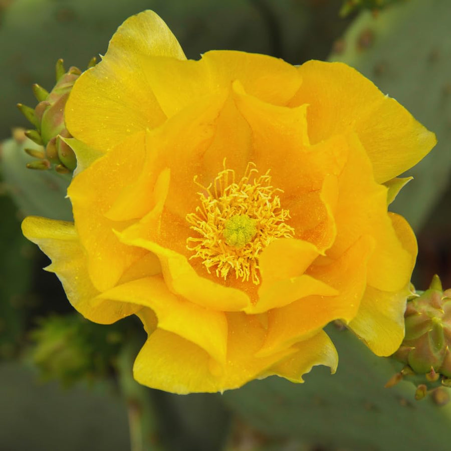 Prickly Pear Cactus, Green Prickly Pear Cactus Plant Live in 4 Inc Potted