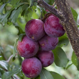 1-2 Feet Plum Tree Live Plant for Planting, No Pot Plum Tree Sweet Fruit, Cold Hardy, Dormant in Winter, Spring Planting