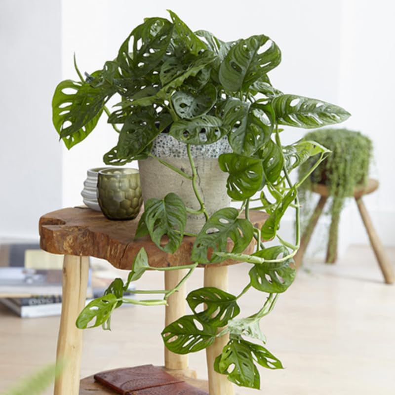 Swiss Cheese Plant Live, Monstera Adansonii Swiss Cheese Indoor Houseplant 4-6 Inches