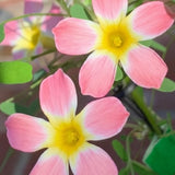 Oxalis Plant in 4'' Pot, 4-8'' Tall, Shamrock Flowers Plants, Perennial Flower Plants for Indoor and Outdoor Garden (Light Pink Oxalis)