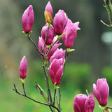 2 Magnolia Trees Live Plants, Fragrant Magnolia Plant Live for Planting Outdoor 6-12 Inch Height, in Pot, Beautiful Magnolia Flowers Tree (Jane Magnolia)