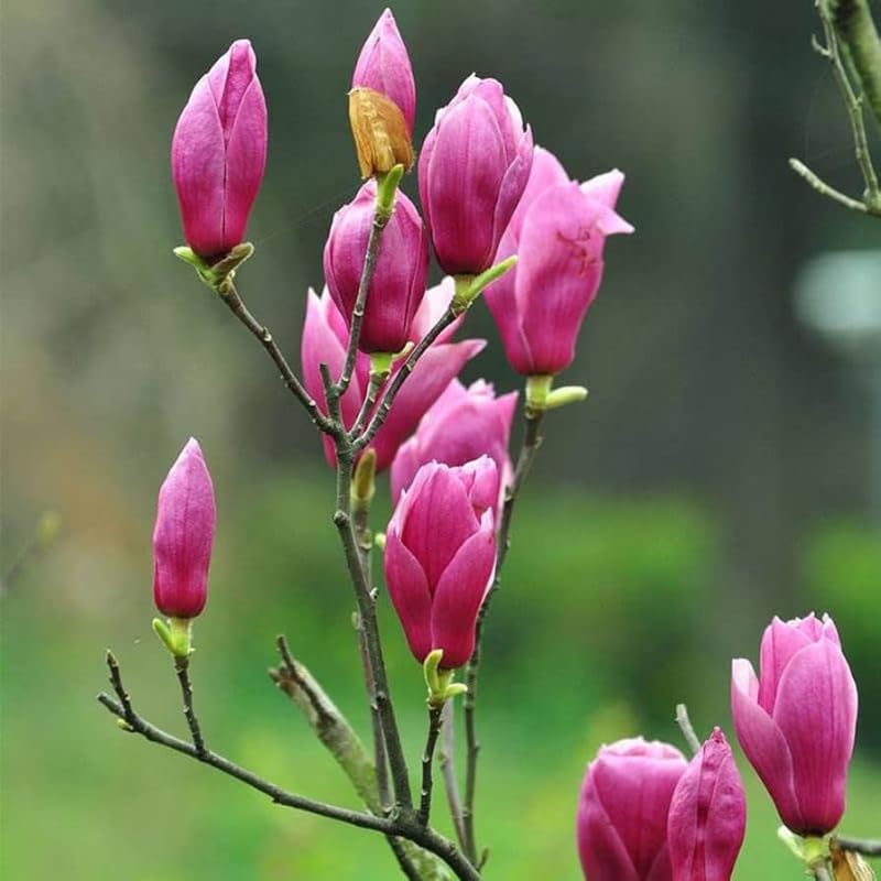 2 Magnolia Trees Live Plants, Fragrant Magnolia Plant Live for Planting Outdoor 6-12 Inch Height, in Pot, Beautiful Magnolia Flowers Tree (Jane Magnolia)