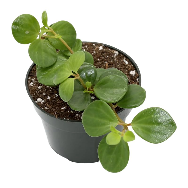 Hope Peperomia Live Plant in 4 Inch Pot, Peperomia Plant Live Potted, Easy-Care Houseplant, Vibrant Green Leaves for Indoor Gardens