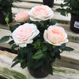 Light Pink Mini Rose Plant Live, Miniature Rose Bush in 3" Pot, Indoor Outdoor Flowering Plant, Compact Live Rose for Gifts and Gardens