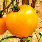 Lot 4 Tomato Plants Live for Planting Outdoors, Large and Juicy Tomatoes, Well Rooted, 6 to 8 Inch - Yellow Tomato