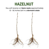 Set 2 Hazelnut Bare Roots Plant, Hazelnut Plant, 12-16 Inc Tall, No Leaf, 1-2 Years Old Bare Roots, Hardy Nut Tree for Outdoor Garden and Edible Landscape Growing