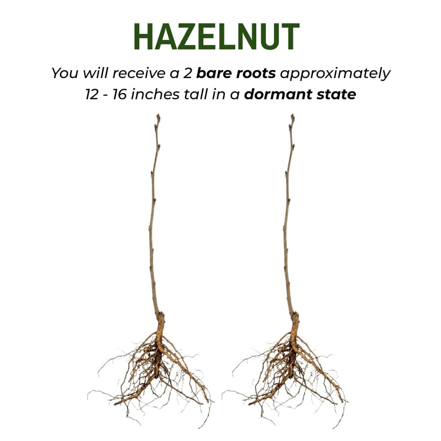 Set 2 Hazelnut Bare Roots Plant, Hazelnut Plant, 12-16 Inc Tall, No Leaf, 1-2 Years Old Bare Roots, Hardy Nut Tree for Outdoor Garden and Edible Landscape Growing