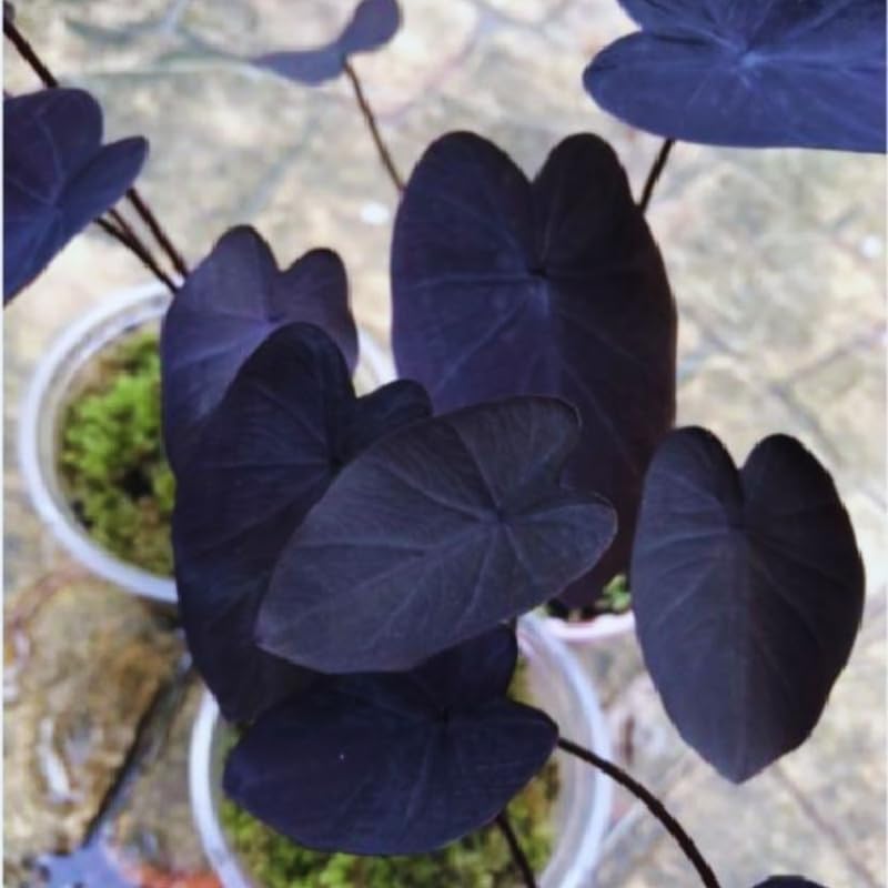 2 Alocasia Live Plants, Live Alocasia Plants Indoor, 3 to 5 Inches, Colocasia Plant, Elephant Ear Esculenta Taro Colocasia Plant House Plant (Black)