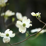 White Dogwood Tree Plant Live, Flowering Dogwood Plant 6-12 Inches Tall in Quart Pot, Hardy Ornamental Tree for Outdoor Garden