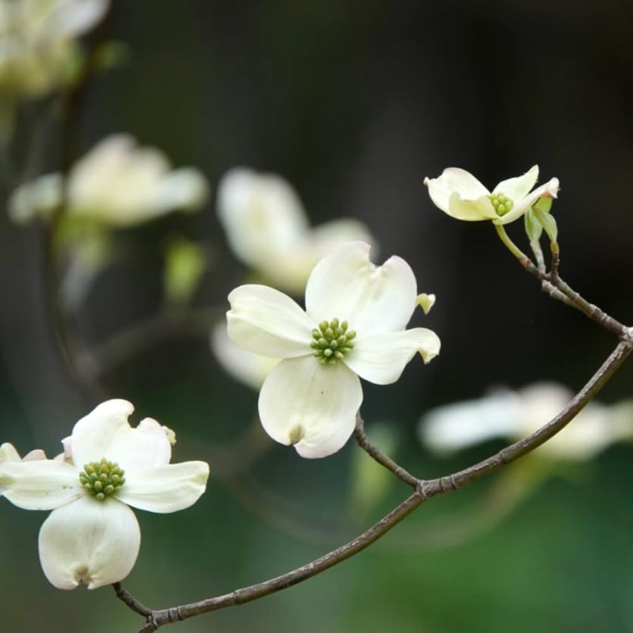 White Dogwood Tree Plant Live, Flowering Dogwood Plant 6-12 Inches Tall in Quart Pot, Hardy Ornamental Tree for Outdoor Garden