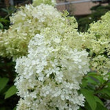 Lime Hydrangea Plant Live, Hydrangea Tree Live Plant Outdoors, 5 to 7 Inches Tall, Shrub Bush Plant