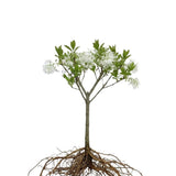 White Fringe Tree Live Shrub 6-10 Inch Tall, White Fringe Plant in Quart Pot, Flowering Tree for Outdoor Spaces, Dormant in Winter